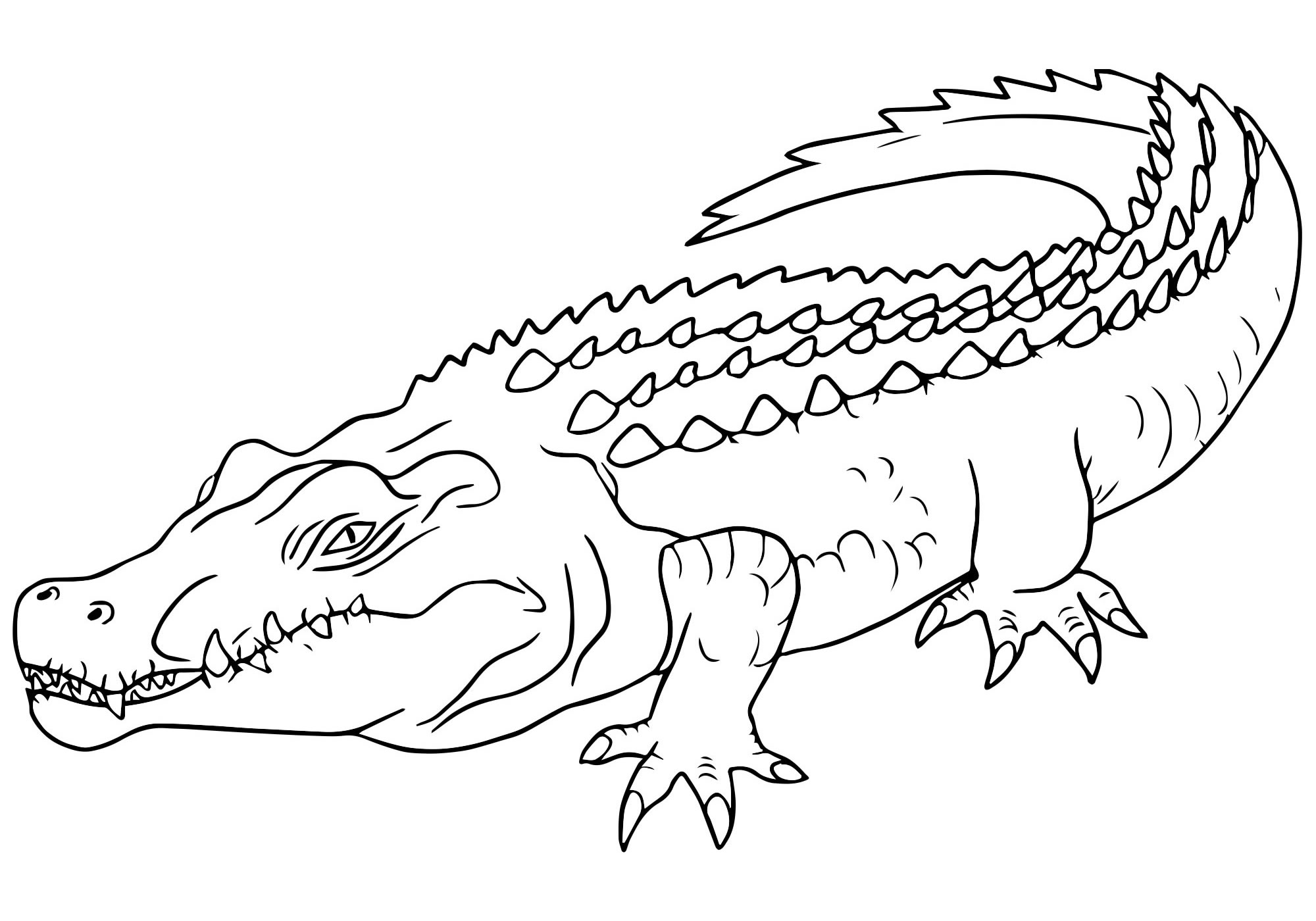 Настоящий крокодил раскраска для детей