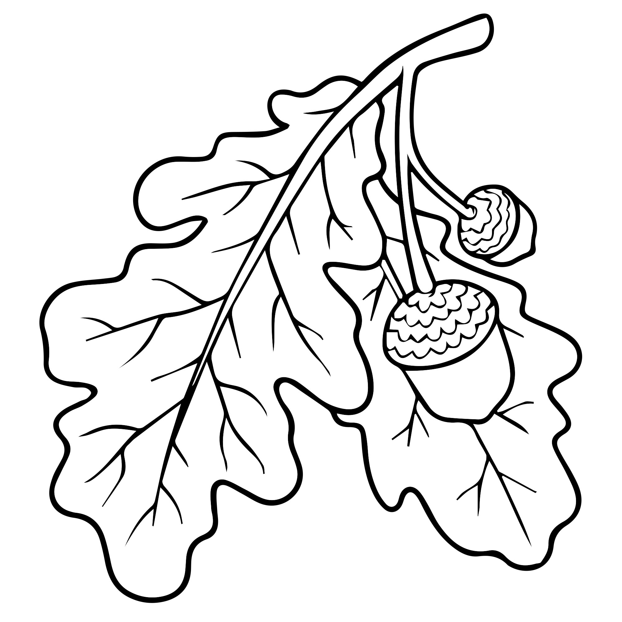 Листья дуба раскраска для детей