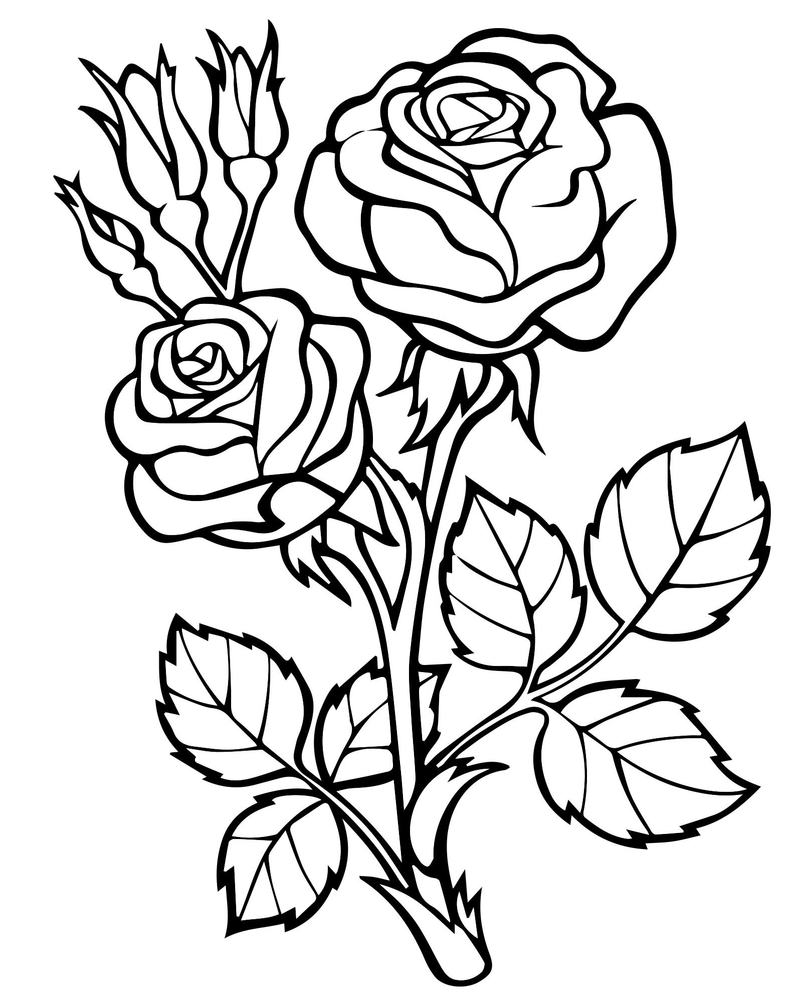 Розы с листьями раскраска для детей