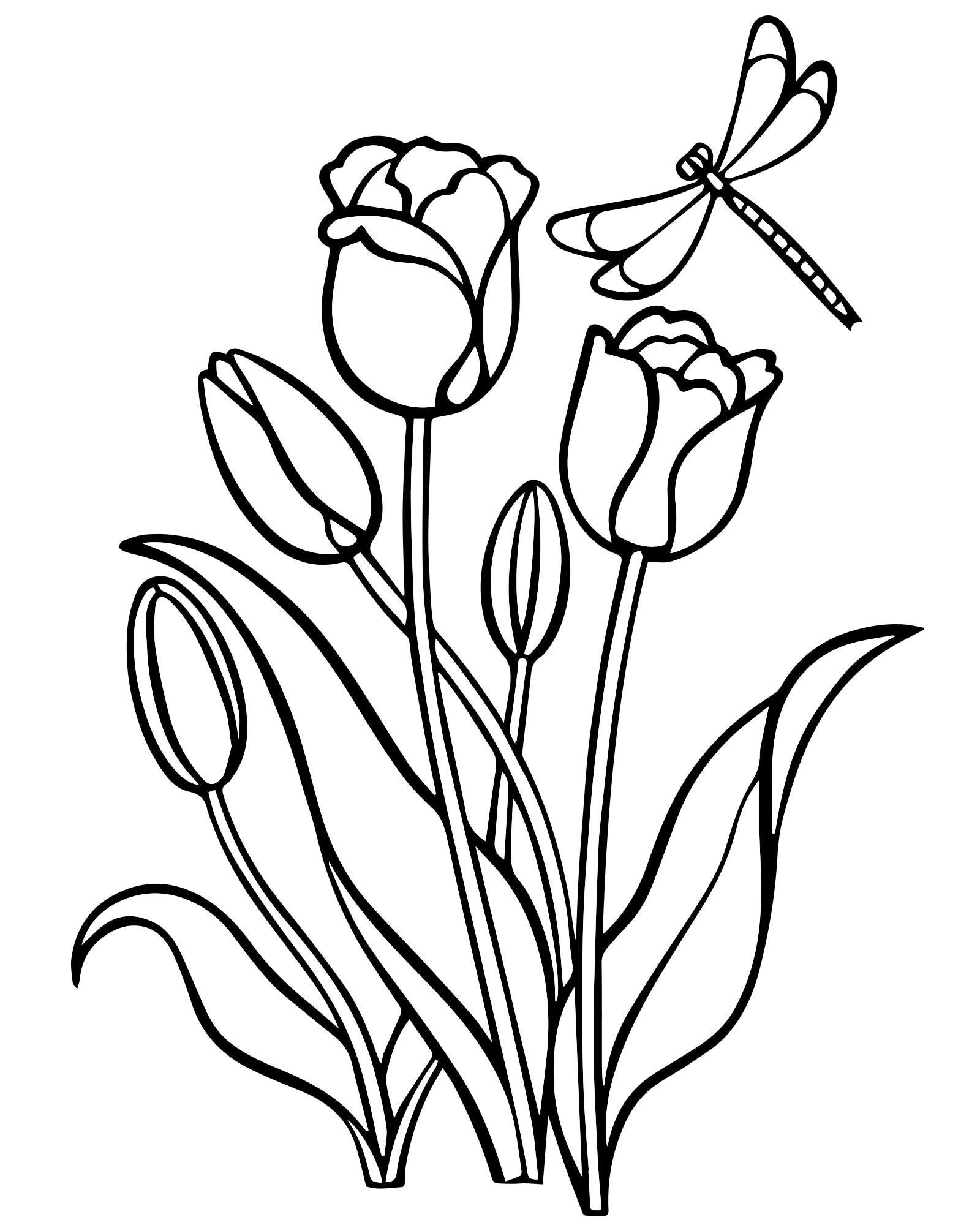 Тюльпаны и стрекоза раскраска для детей