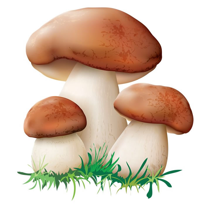 Картинки раскраски грибы цветные (53 фото)