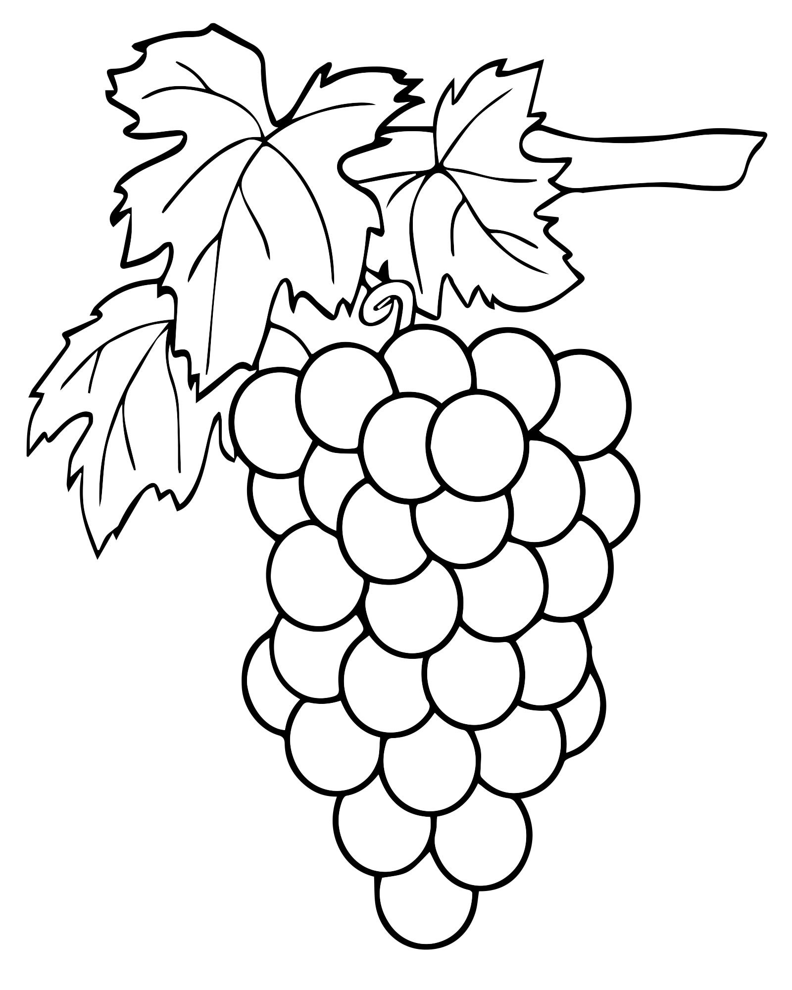 Раскраска гроздь винограда для детей 4-5 лет