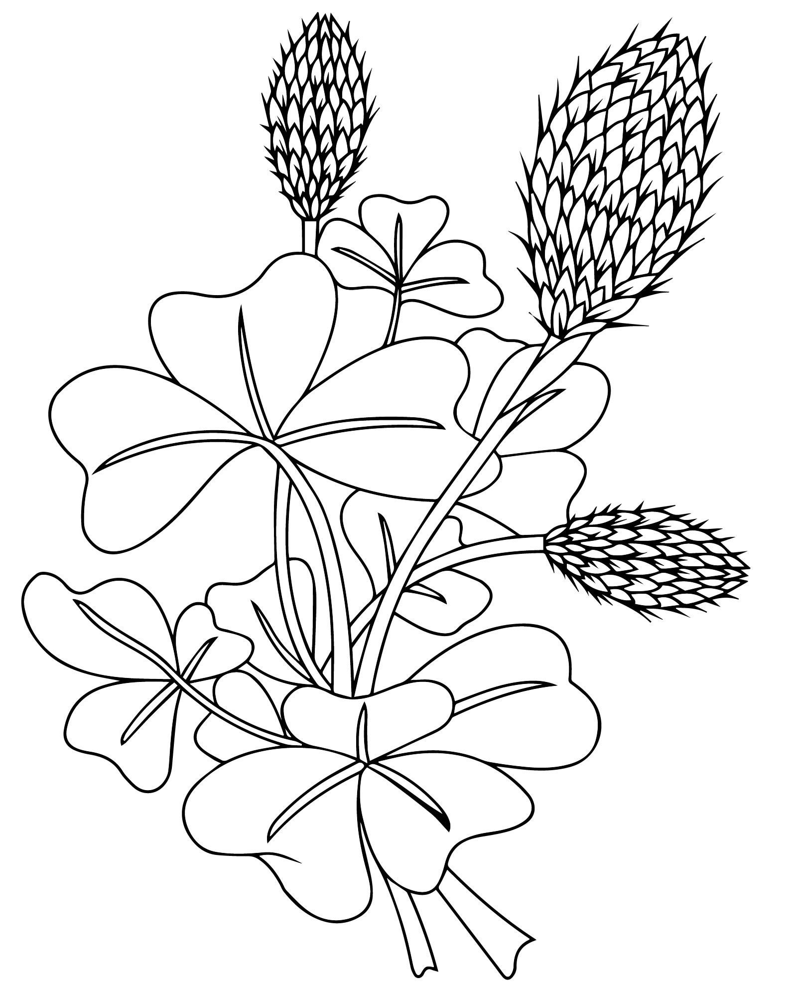 Растение Клевер раскраска