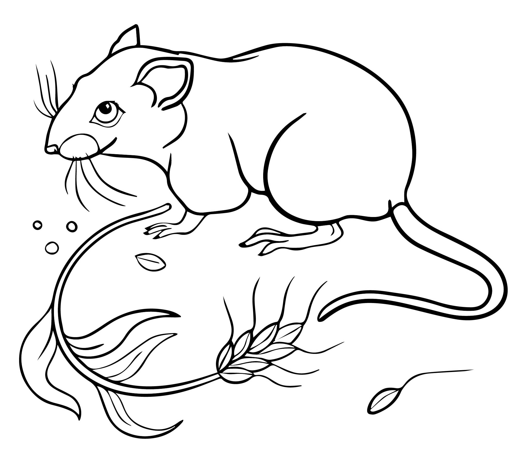 Домашняя крыса раскраска для детей