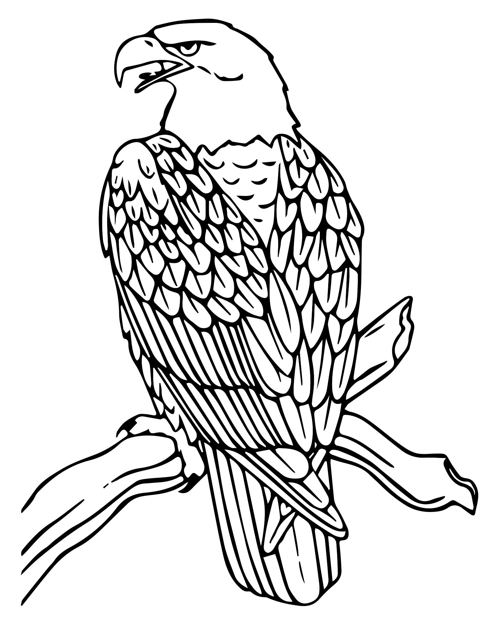 Орел на ветке раскраска для детей