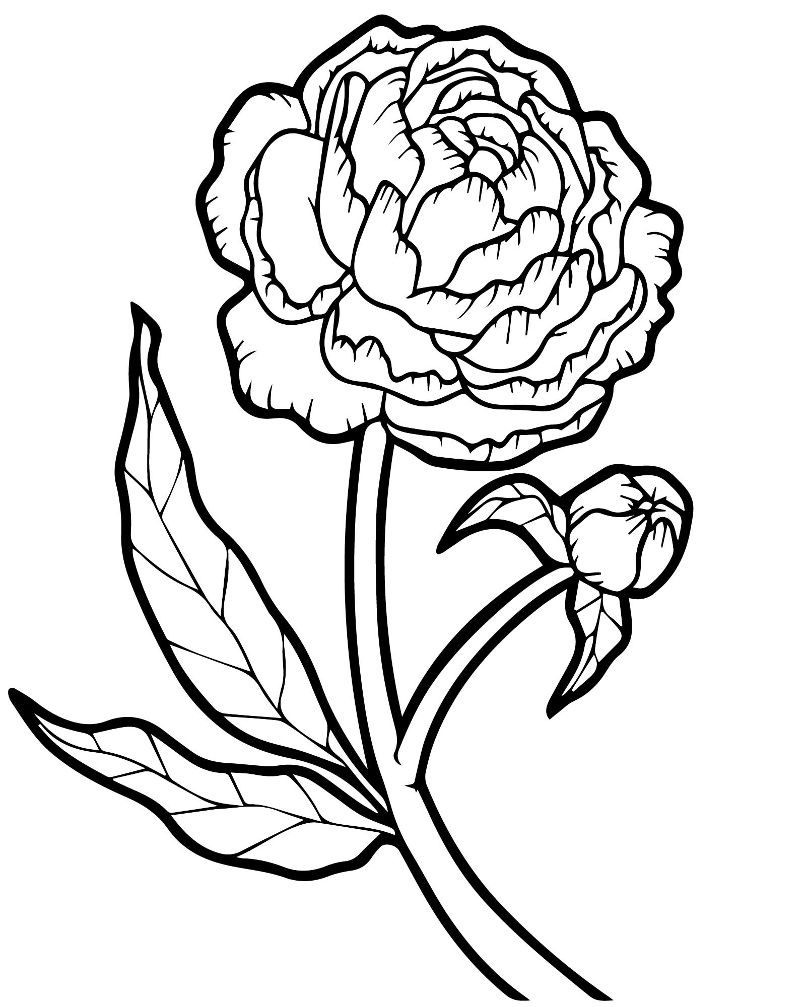 Peony Painting