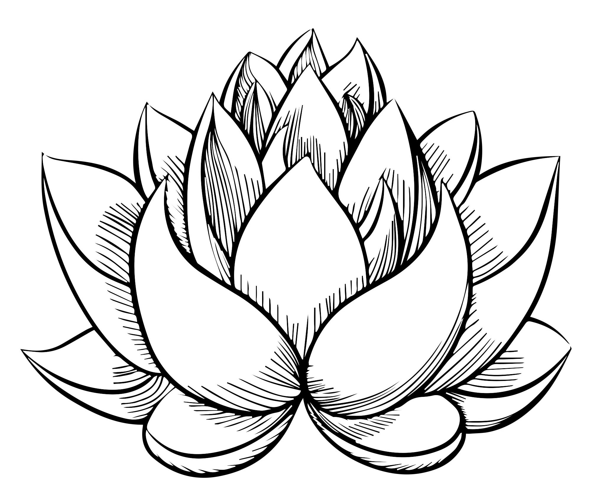 Лотос цветок карандашом