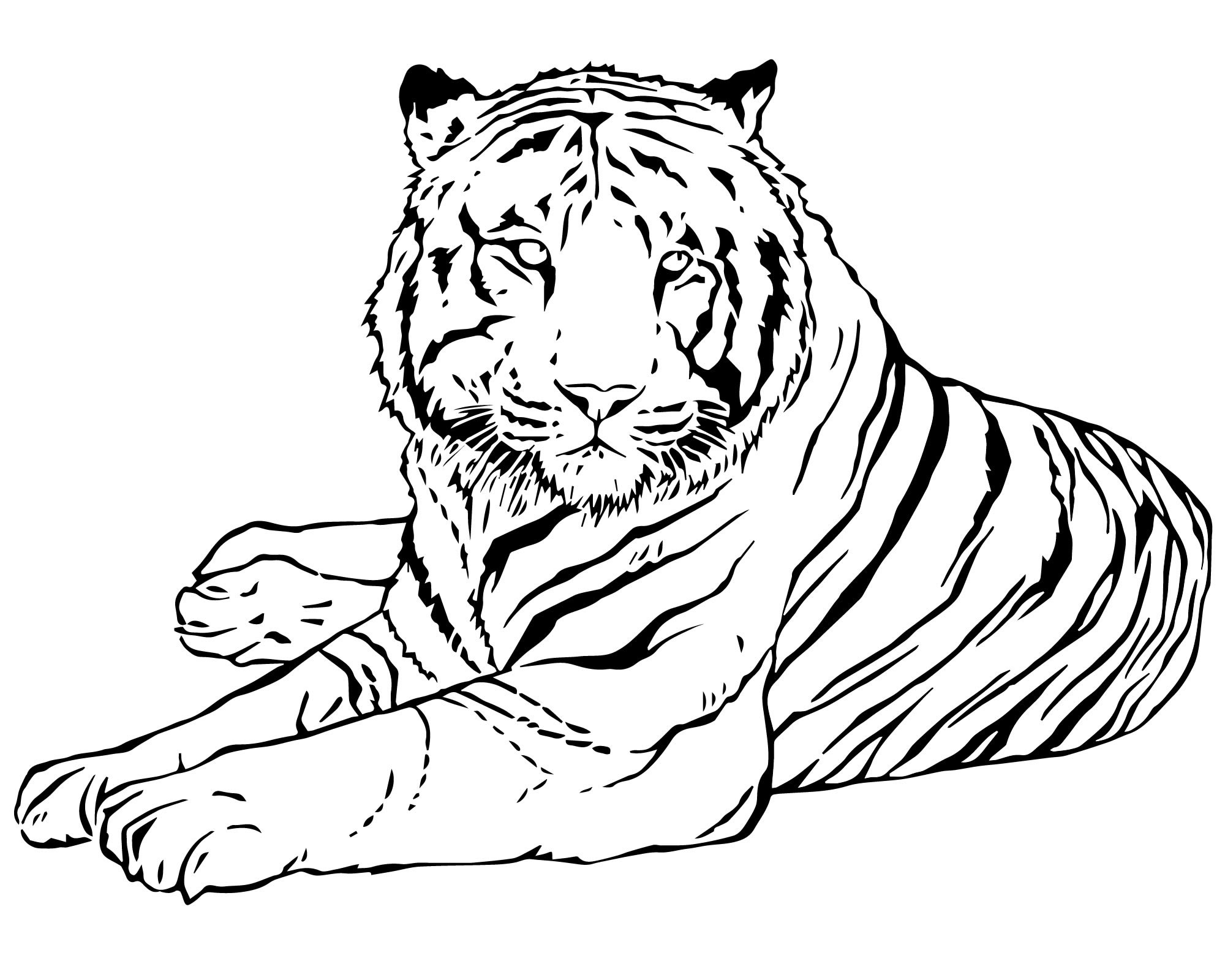 Тигр рисунок раскраска