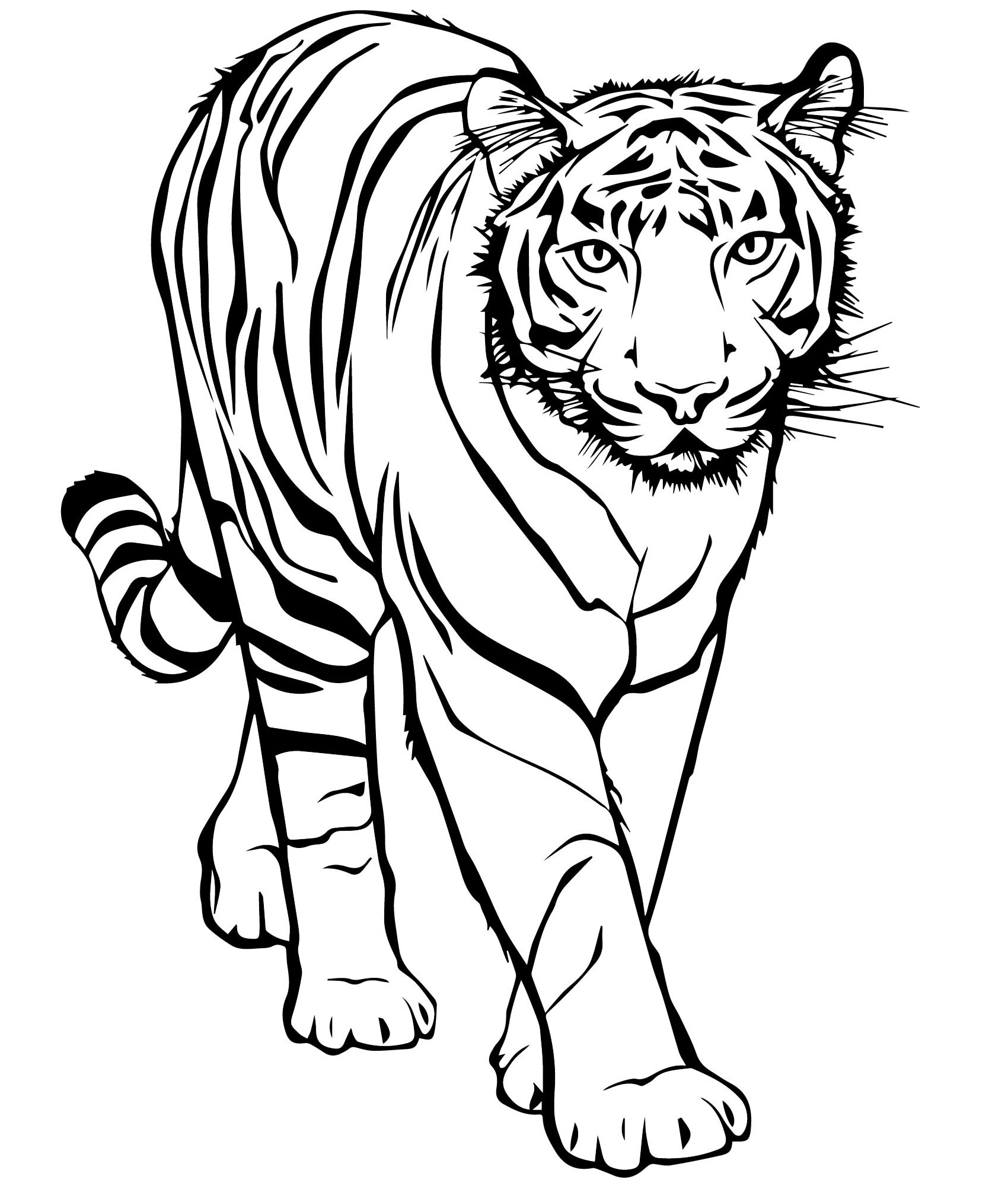 Тигры раскраска для детей