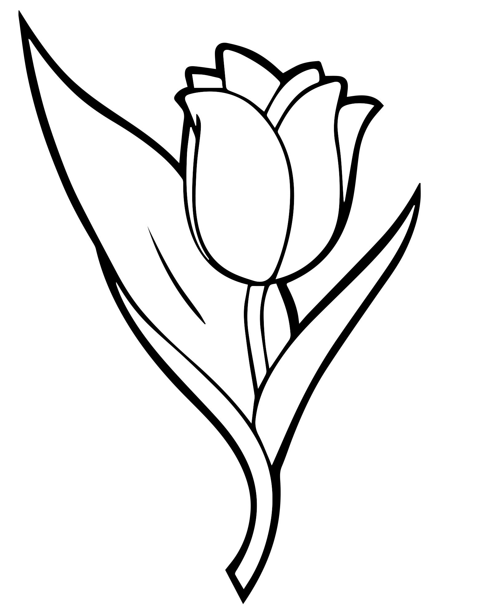 Раскраска свежие тюльпаны распечатать