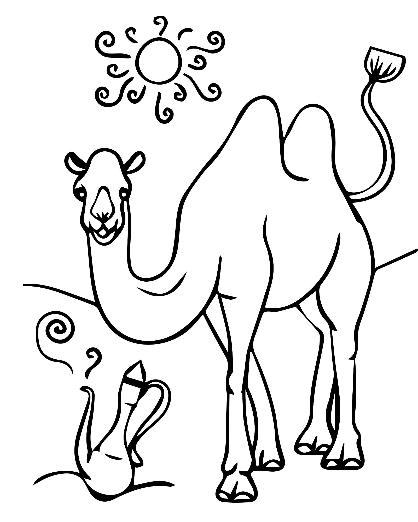 Двугорбый верблюд раскраска для детей