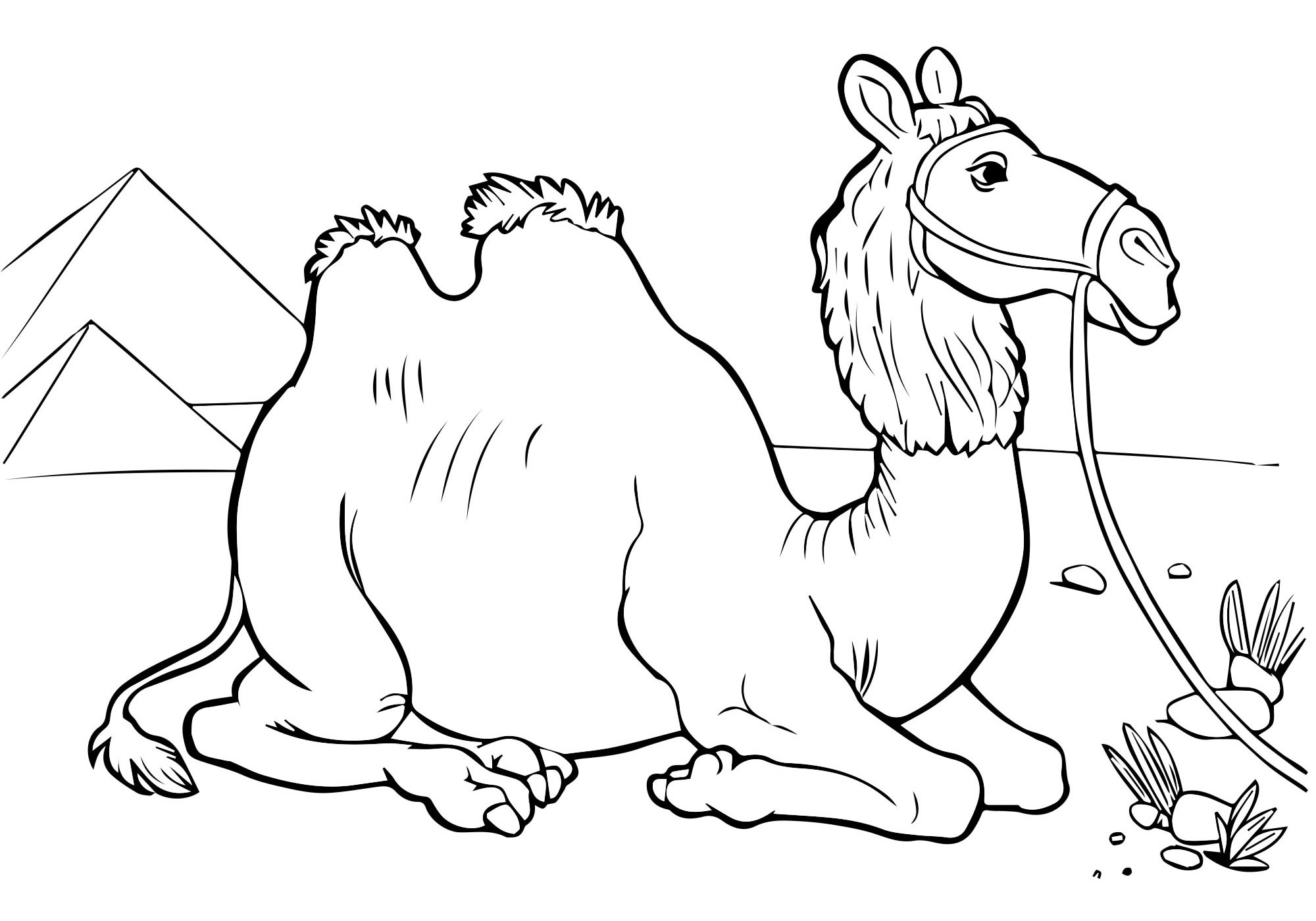 Раскраска животные верблюд
